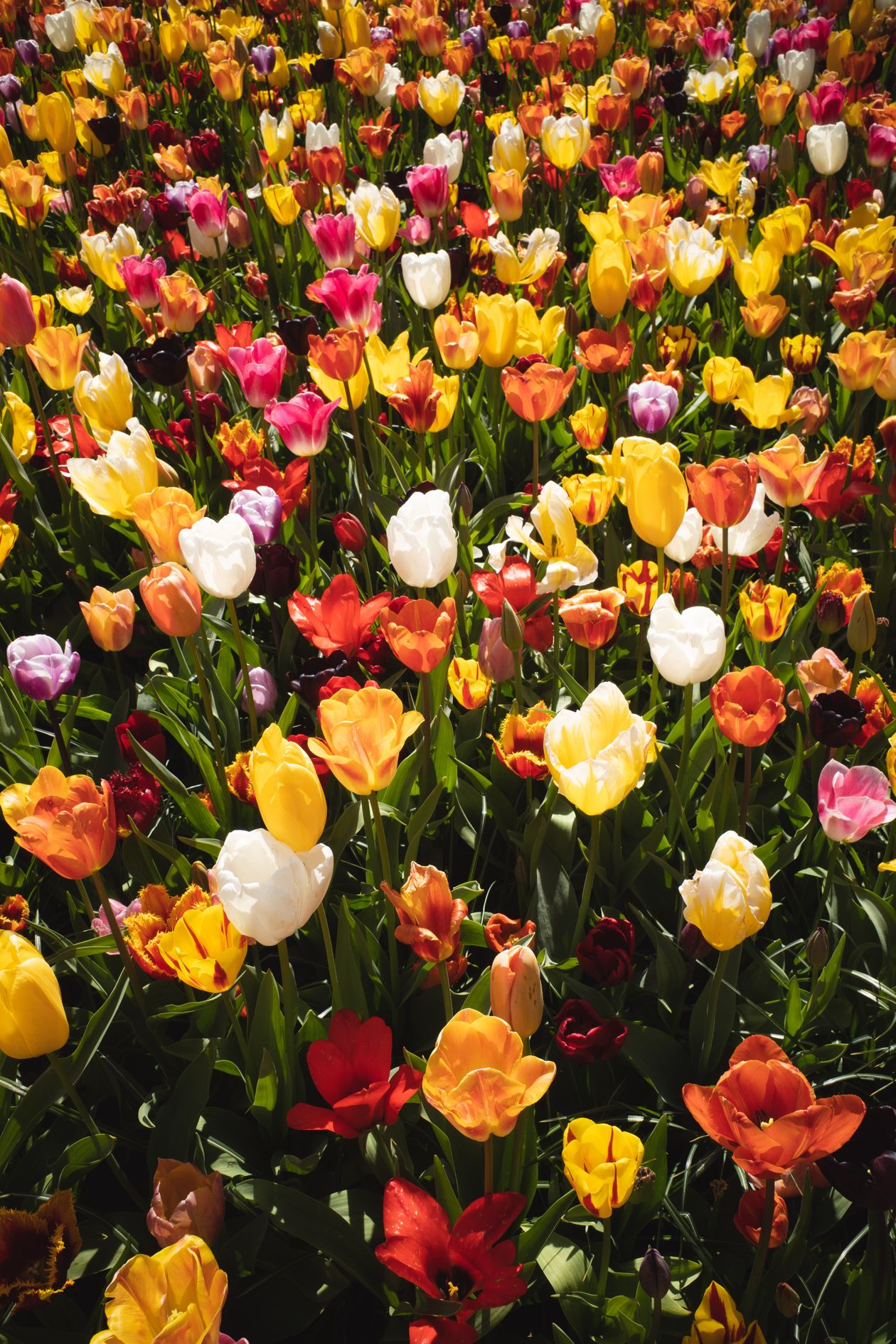 Jardin fleuri de tulipes et narcisses colorés au printemps